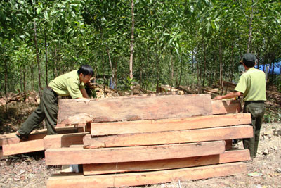 Kiểm tra, phát hiện 16 vụ vận chuyển, cất giấu gỗ lậu