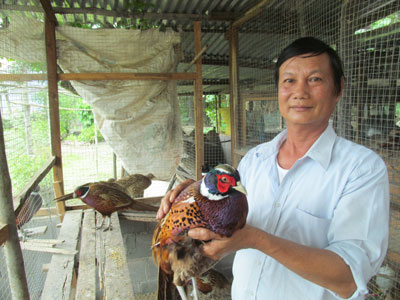 Chim Trĩ Đỏ Khoang Cổ: Cách nuôi, Giá bán, Thức ăn