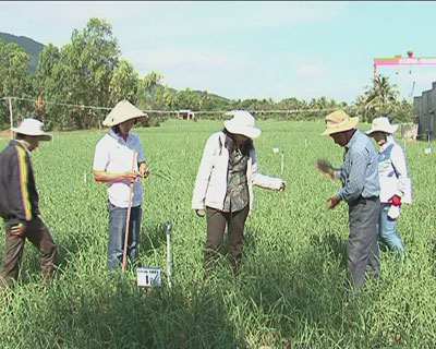 Mô hình trồng tỏi ở xã Ninh Phước.
