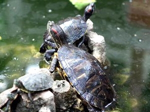 Ngăn ngừa sinh vật ngoại lai xâm hại ở Việt Nam