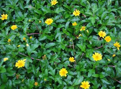 Cây sài đất chữa sốt xuất huyết