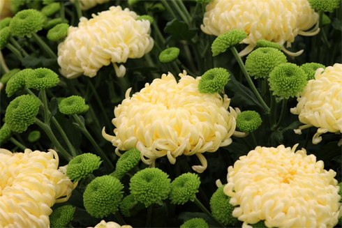 Mách bạn: 10 loại cây cảnh giúp giải độc không khí trong nhà