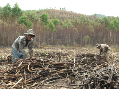 Chủ động phòng, chống cháy rừng