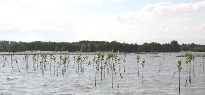 Giao rừng sai, người dân phản ứng