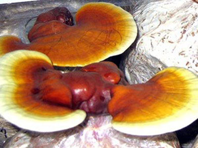 Sản xuất nấm linh chi theo công nghệ sạch