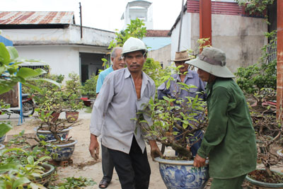  Dịch vụ chăm sóc mai vào mùa nên dịch vụ chở mai thuê cũng đắt khách.