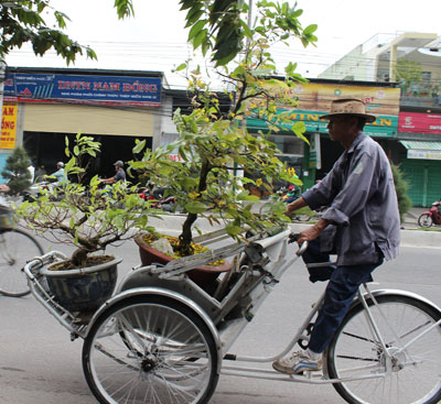  Sau Tết, nhiều chậu mai được gửi về nhà vườn chăm sóc.