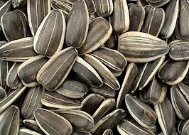 Chưa phát hiện chất độc hại trong hạt hướng dương