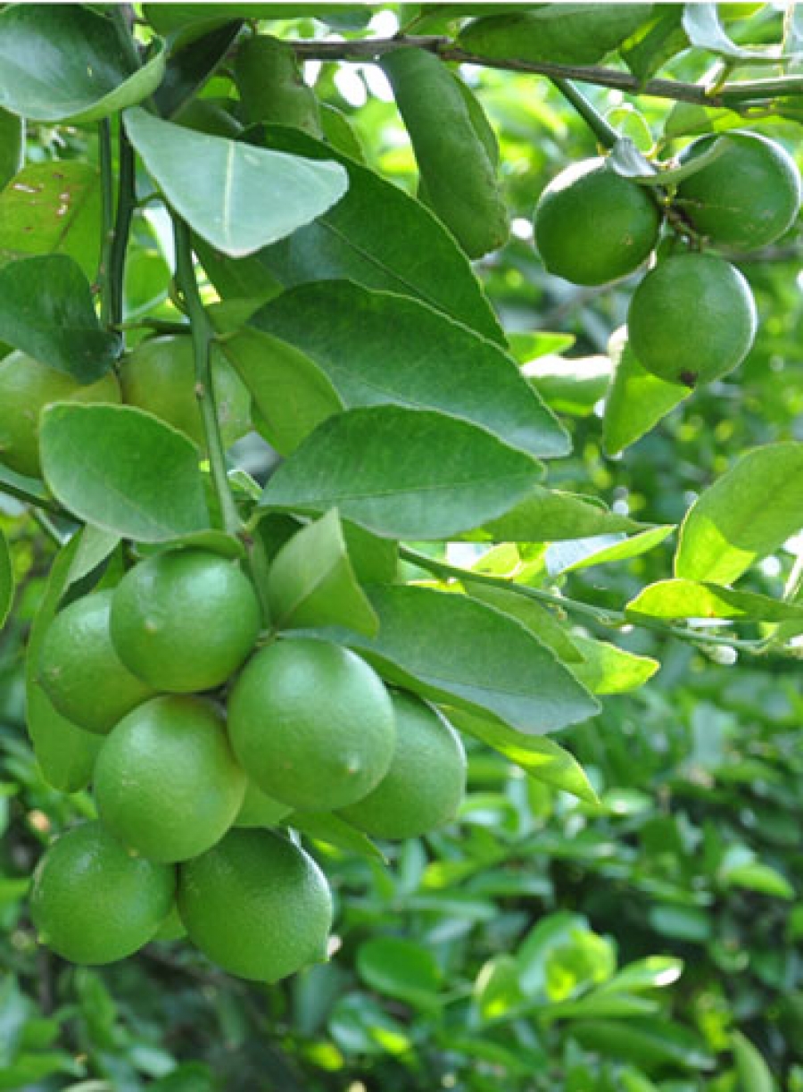 Bốn cách chữa bệnh đơn giản bằng lá chanh