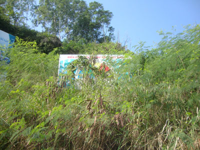 Biển báo hiệu cấp dự báo cháy rừng bị che khuất