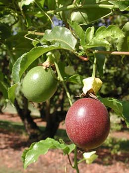 Bị cao huyết áp nên uống chanh dây