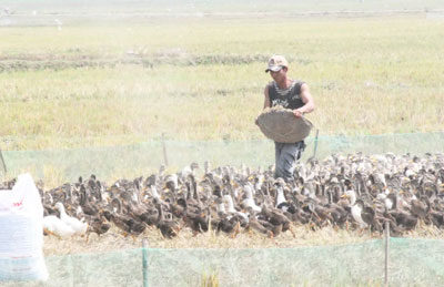 IMG-7969: Các đàn vịt trên địa bàn huyện Vạn Ninh đã được tiêm vắc xin và khống chế di chuyển.