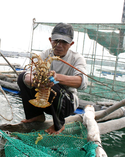 Năm 2012, người nuôi tôm hùm ở TP. Cam Ranh lao đao vì tôm chết.