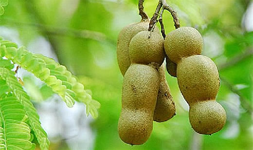 Trái me trị ốm nghén