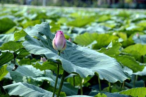 Thanh nhiệt bằng thảo dược