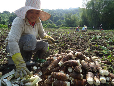  Thành viên trong tổ liên kết thu hoạch khoai sáp.  
