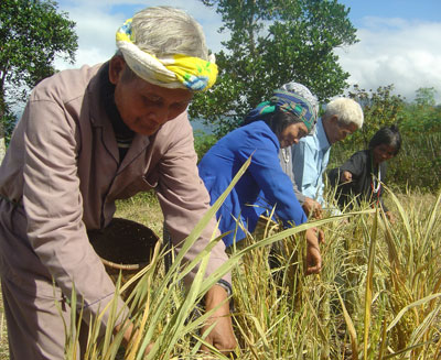 Lễ ăn đầu lúa mới, nét văn hóa truyền thống của đồngbào Raglai. 