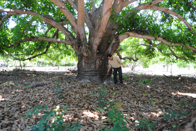 Khuyến cáo người dân không bán lá xoài