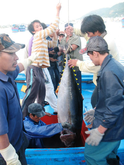 Cá ngừ đại dương giảm giá mạnh, ngư dân gặp khó