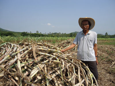 Làm giàu từ mía