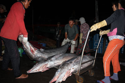 Mưu sinh nơi cảng cá