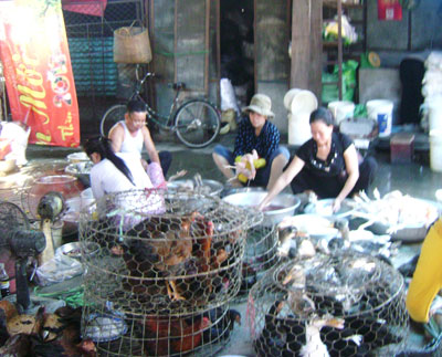 Còn chủ quan với dịch cúm gia cầm