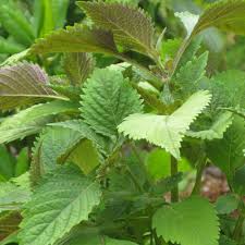 Tía tô chữa tiểu tiện không thông