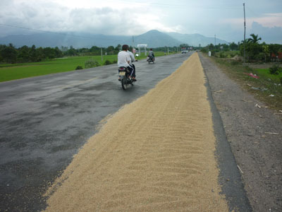 Nguy hiểm khi phơi lúa trên đường