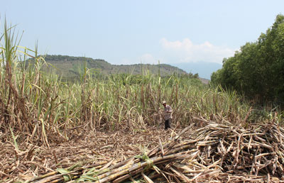 Nguy cơ cháy mía cao