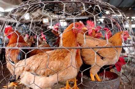 Một biện pháp tránh lây lan virus cúm A/H7N9 là chặn gà nhập lậu từ biên giới...