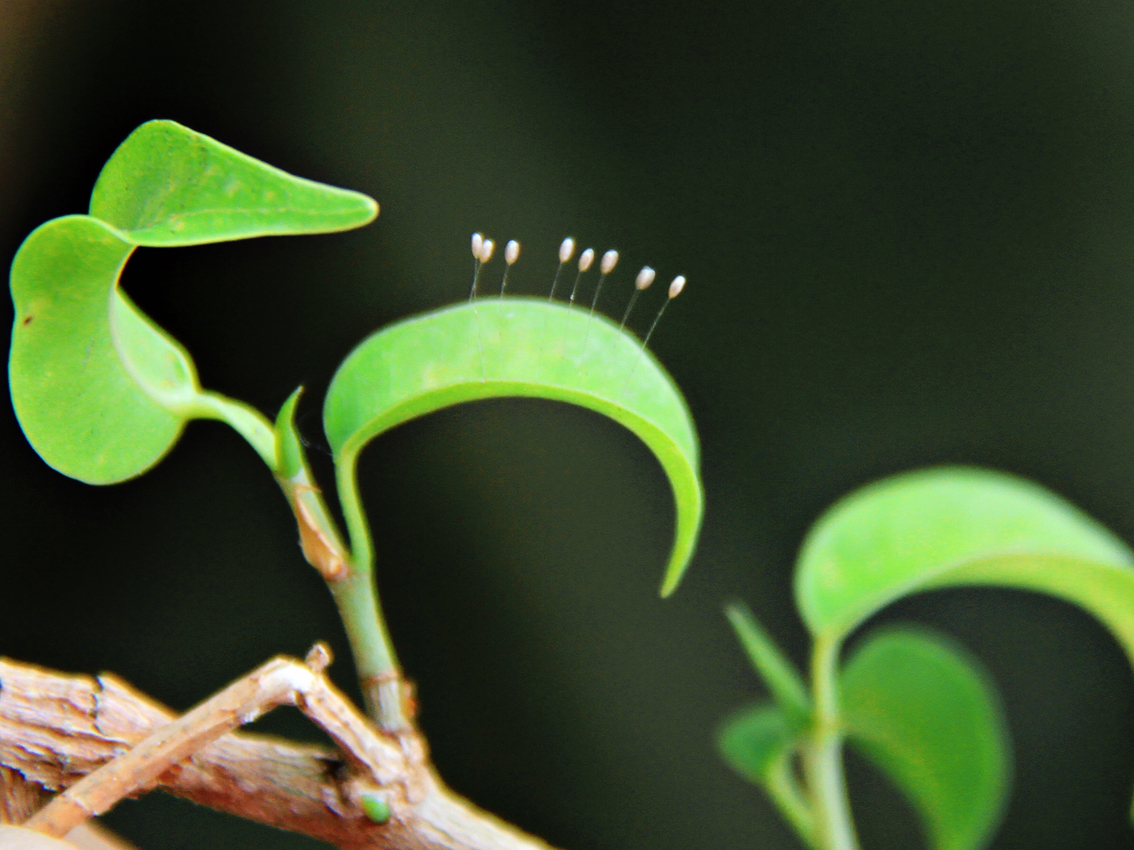 Hoa ưu đàm nở tại Nha Trang?