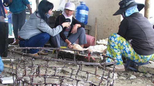 Bộ Y tế ban hành hướng dẫn chẩn đoán, điều trị cúm A(H7N9)