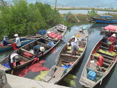 Rộn rã mùa sứa