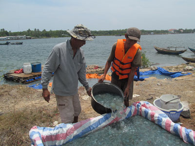 Cha con ông Ninh chuyển sứa từ bành sang hồ phơi