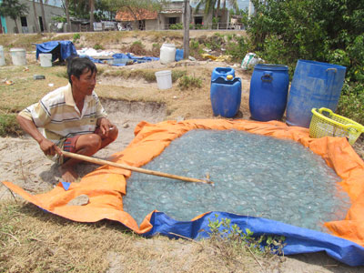 Ông Ba Tòi dùng trang đánh nhào cho sứa ra hết nước.