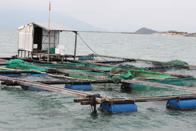 Trắc trở mùa tôm