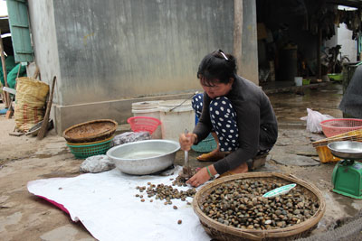 Giá thức ăn cho tôm hùm tăng cao khiên người nuôi phải cho tôm ăn hạn chế.