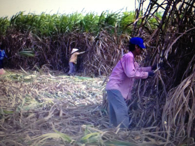 Chủ động nước tưới để tăng năng suất cây mía