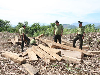 Lâm tặc ngày càng manh động