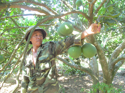 Thu hoạch bưởi da xanh tại vườn ông Ngô Chạm.