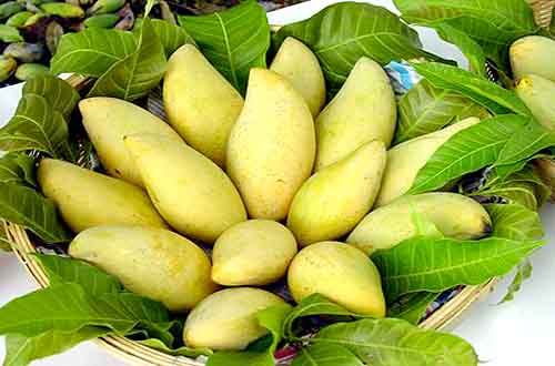 Ăn xoài giúp hạ đường huyết