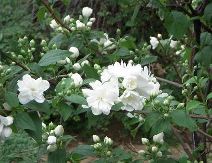 Công dụng của hoa lài