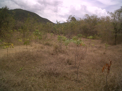 Một hộ dân mua đất từ năm 1975, nhưng do không sử dụng liên tục, bị người khác chiếm dụng nên đã phát đơn đòi lại. Vụ việc đã được các cơ quan chức năng xem xét, nhưng bên đòi đất không cung cấp được chứng cứ thuyết phục về quyền sử dụng đất của mình…