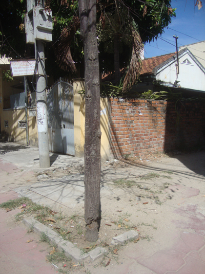 Một kiểu bức tử cây xanh