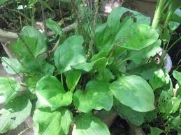 Nhiều công dụng từ cây mã đề