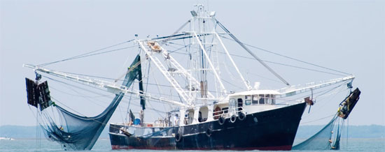 Biến đổi khí hậu thay đổi bản đồ ngư trường thế giới