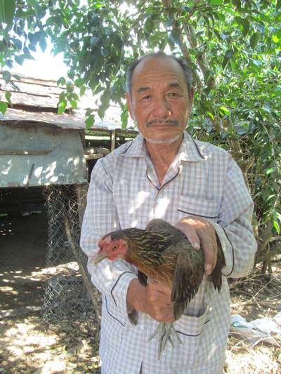 Một nông dân thuần hóa gà rừng