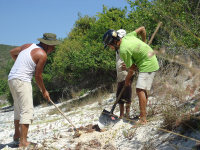 Bắt và tiêu hủy gần 2.600 con sao biển gai