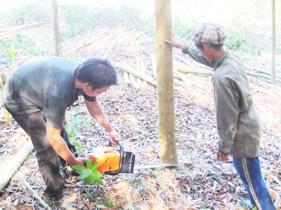 Gỗ keo “sốt” giá