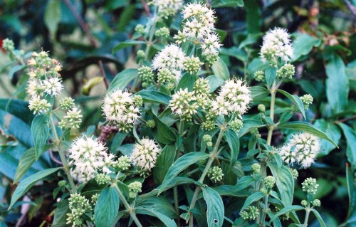 Cây Cẩm Dạ chữa viêm loét lưỡi